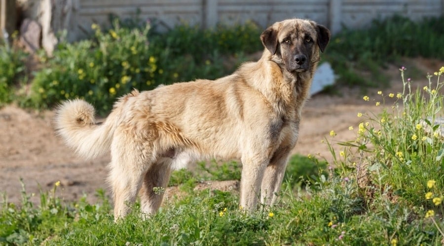 Large Dog Standing Outdoors
