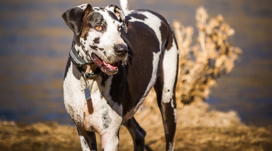 Large Dog With Black and White Spots at Lake