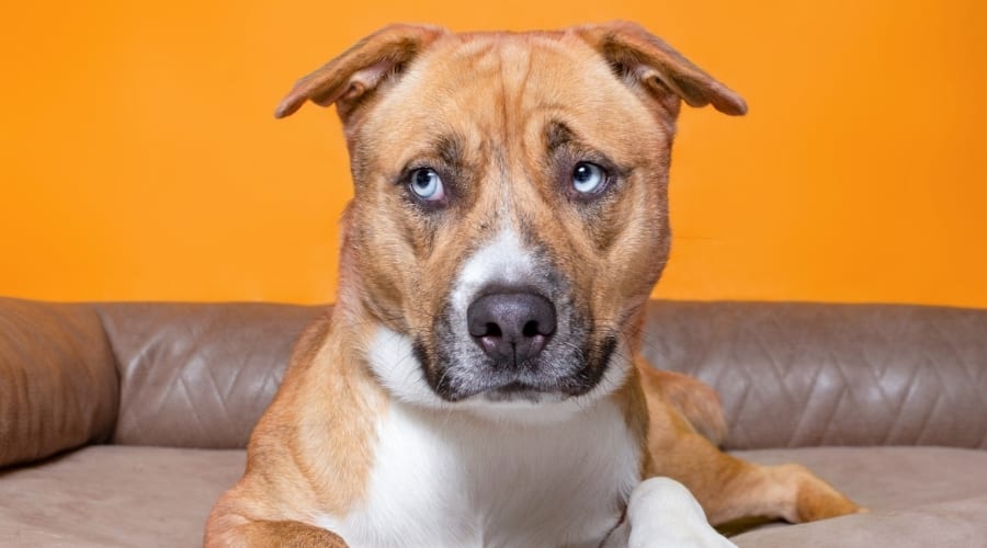 Large Dog With Blue Eyes Looking Sideways