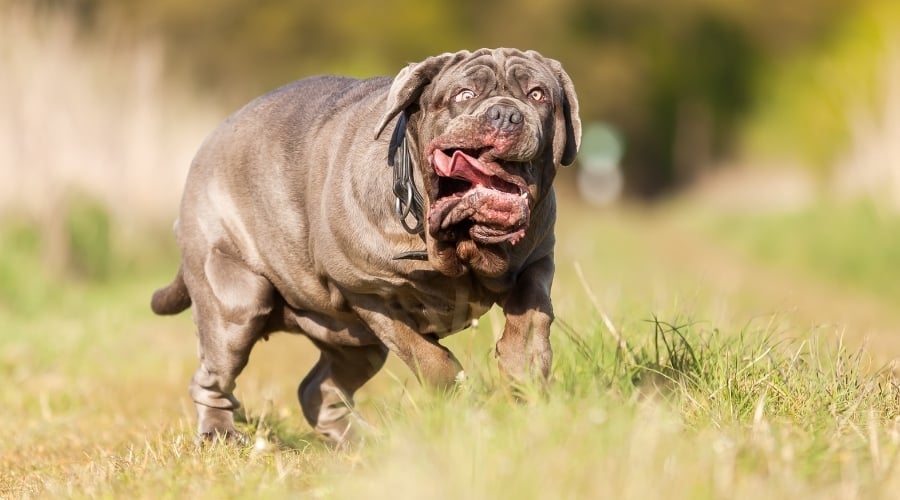 Large Dog With a Silly Face Running Outdoors