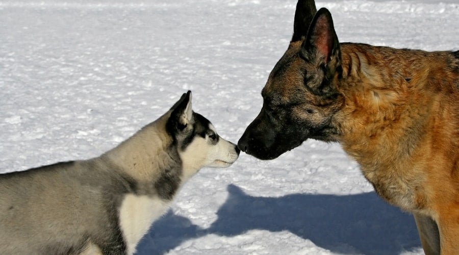 Large Dog and Smaller Dog Touching Noses in Winter Snow