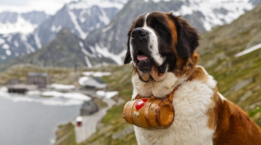 Large Dog in Front of Mountains