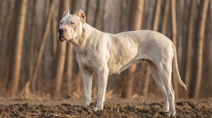 Large Dogo Argentino Dog
