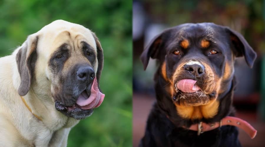 Large Dogs Licking Their Lips