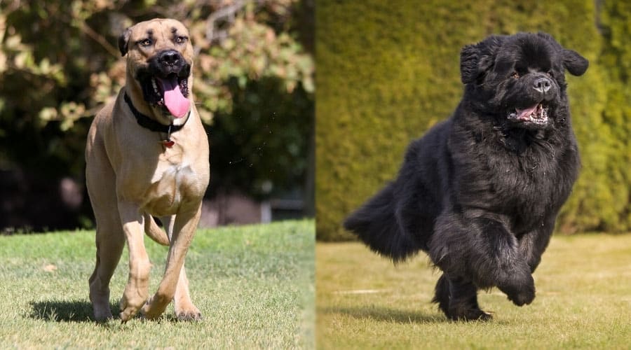 Large Dogs Running Outdoors