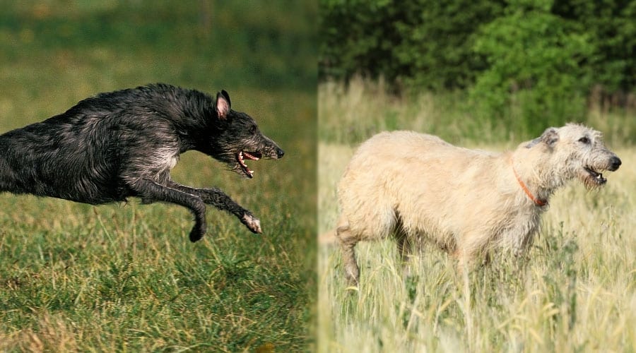 Large Dogs Running in a Field