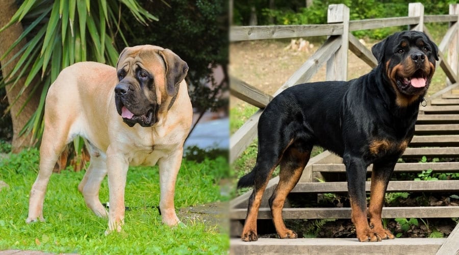 Large Dogs Standing Outdoors