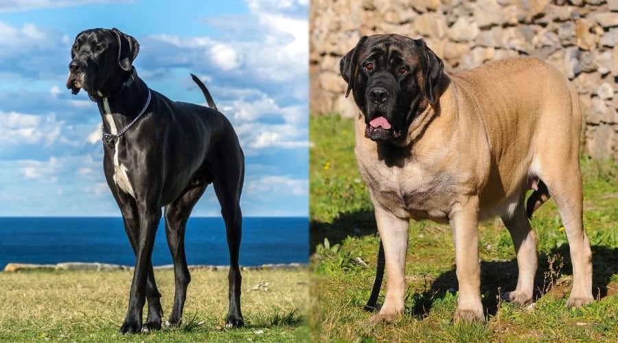 Large Dogs Standing Outside