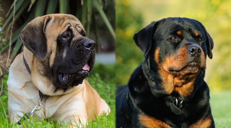 Large Dogs With Beautiful Coats
