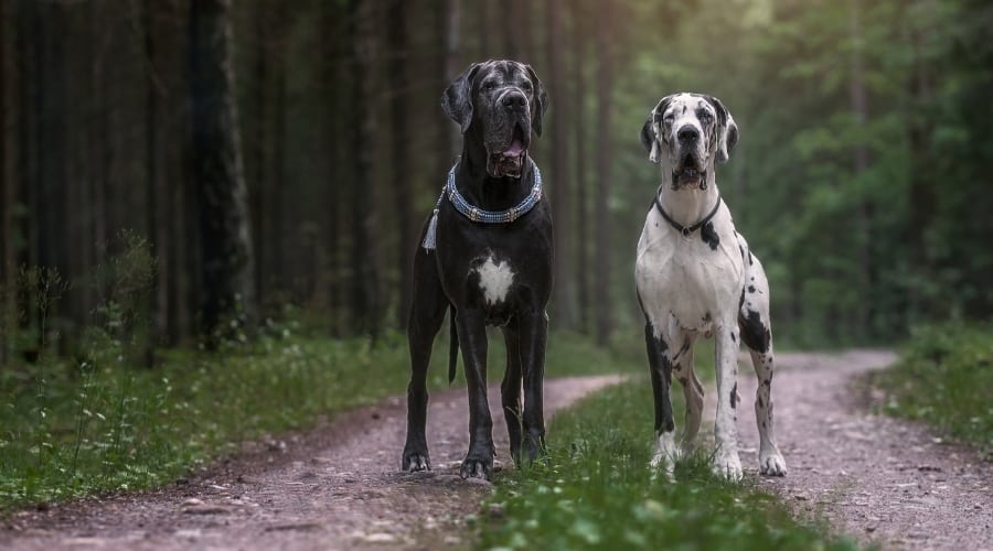 Large Dogs on a Road in the Woods