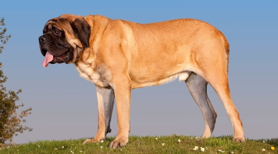 Large Fawn Dog Standing on a Hill