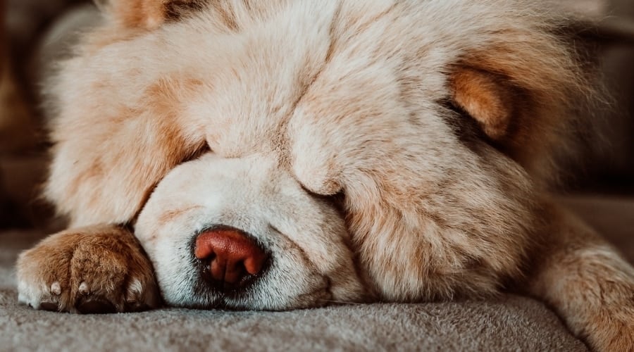 Large Fluffy Dog Laying on Couch