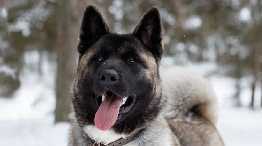 Large Fluffy Dog With Tongue Out