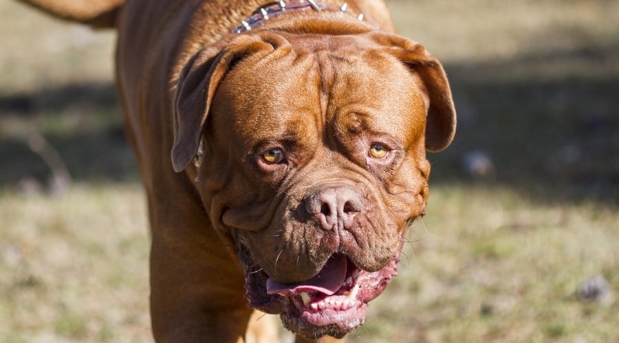 Large French Mastiff Dog