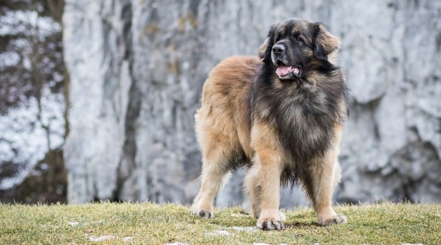 Large Furry Dog Outdoors