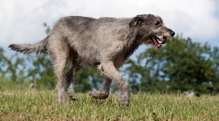 Large Gray Dog Running