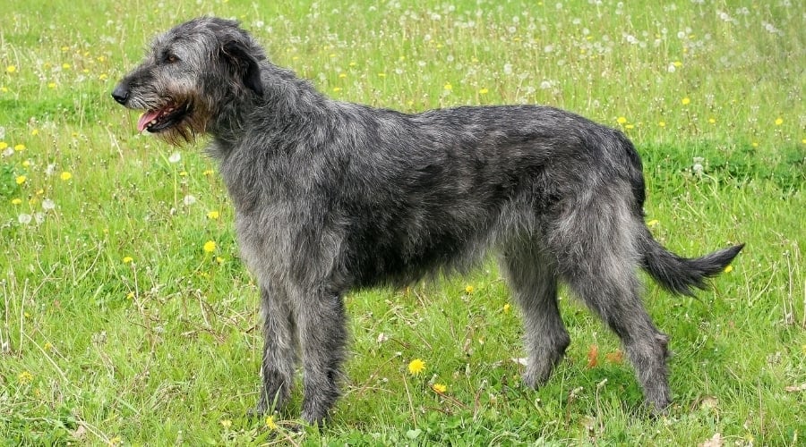 Large Dog Walking in Grass