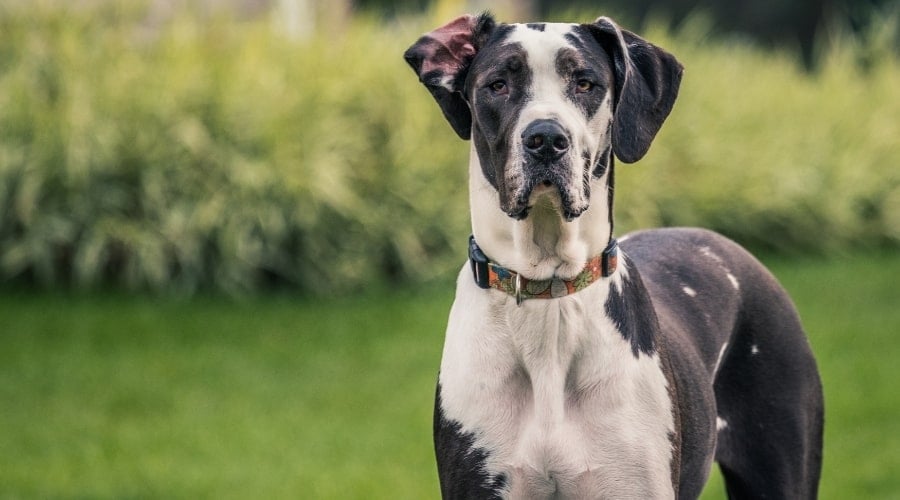 Large Great Dane Dog Outdoors