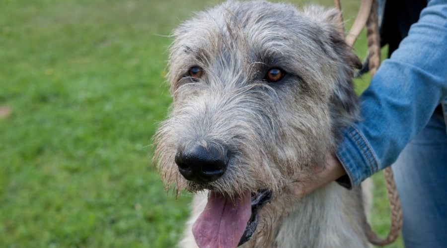 Large Irish Wolfhound Near Owner