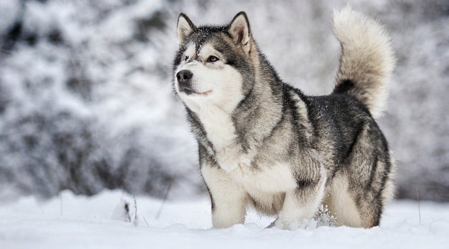 Large Malamute in Cold Weather