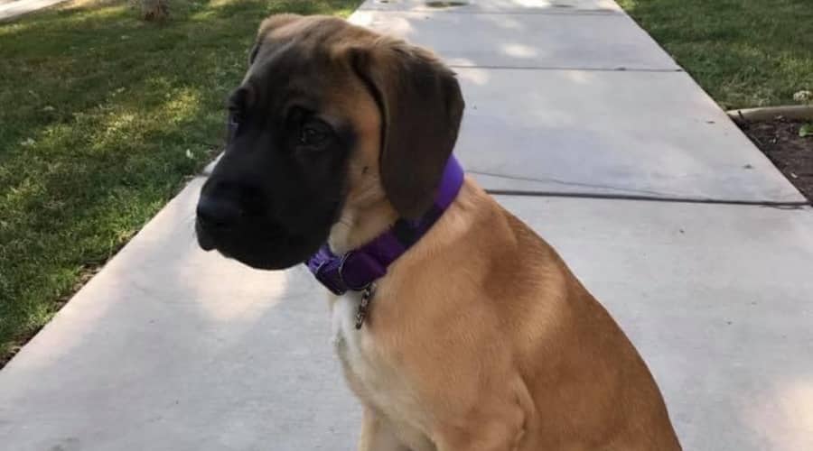 Large Puppy Dog Outdoors