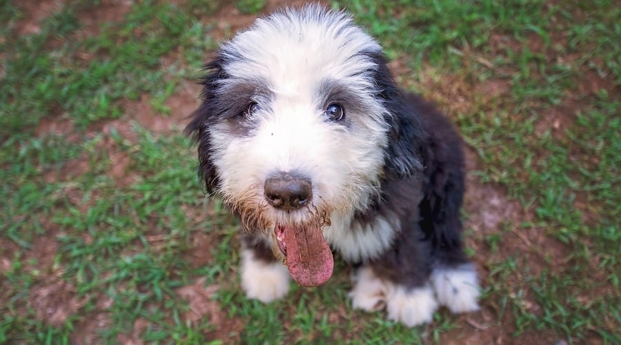 Large Puppy Sitting in Grass