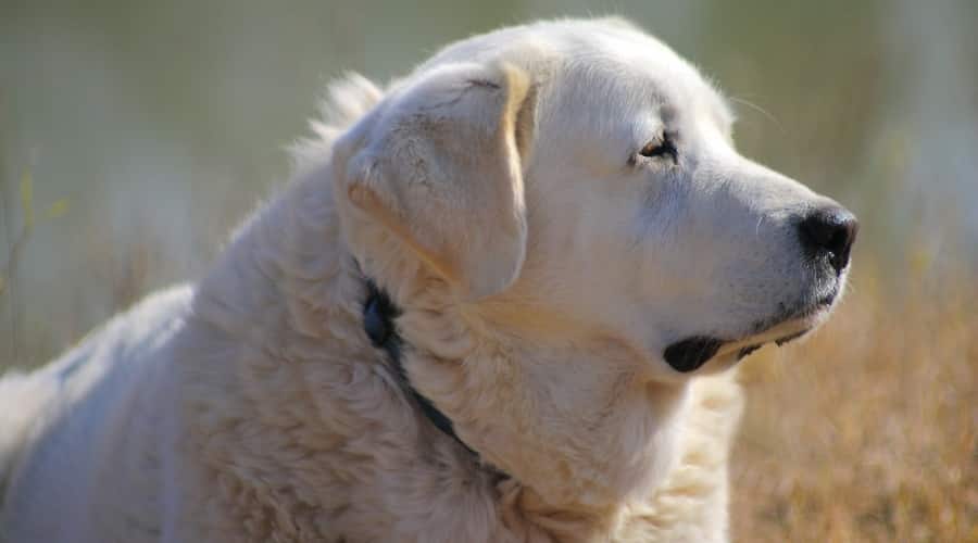 Large Pyrenees in Grass