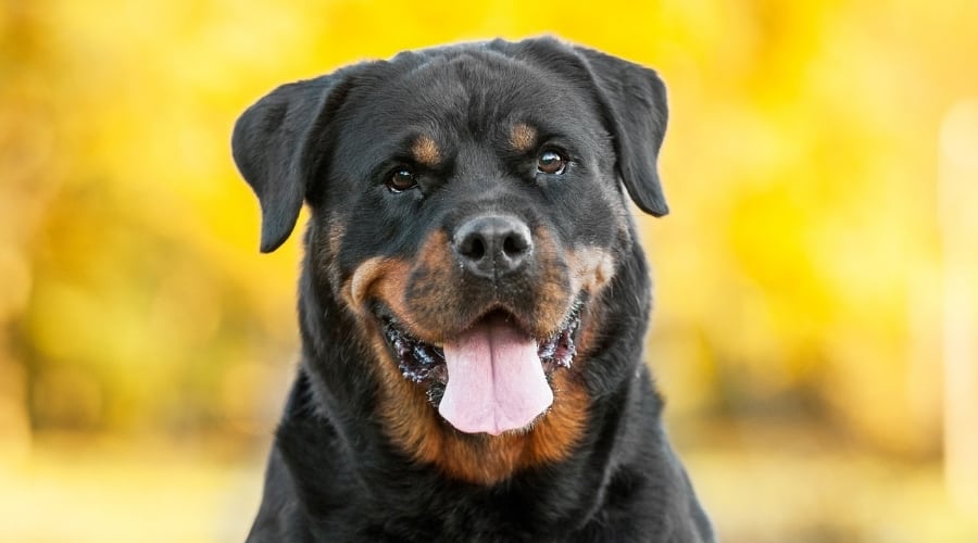 Large Rottie Dog