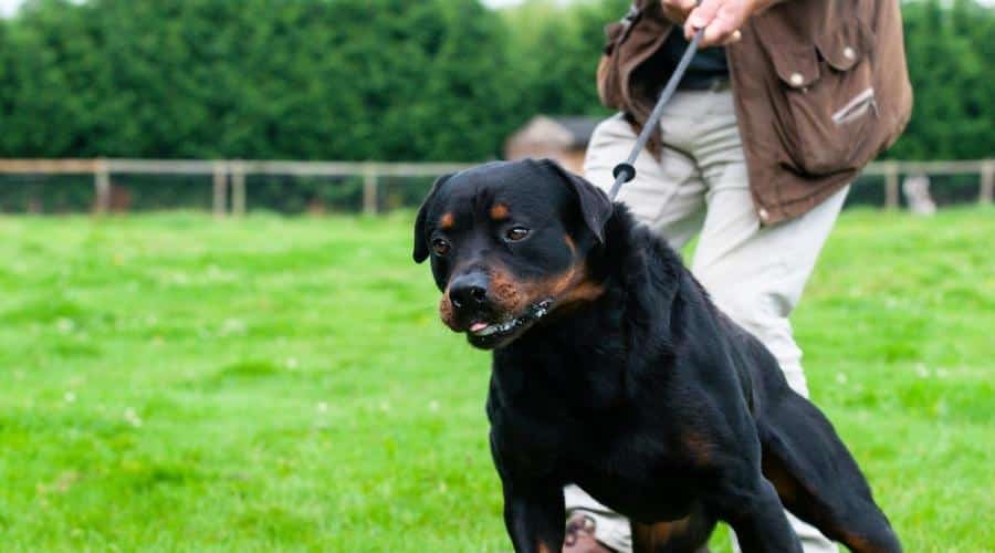 Large Rottweiler dog drags his owner across field on walk , a strong powerful do