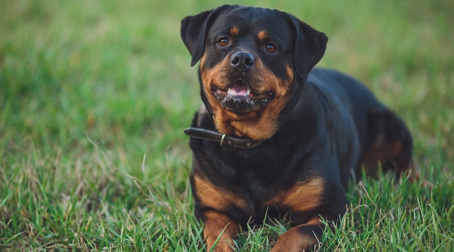 Large Rottweiler