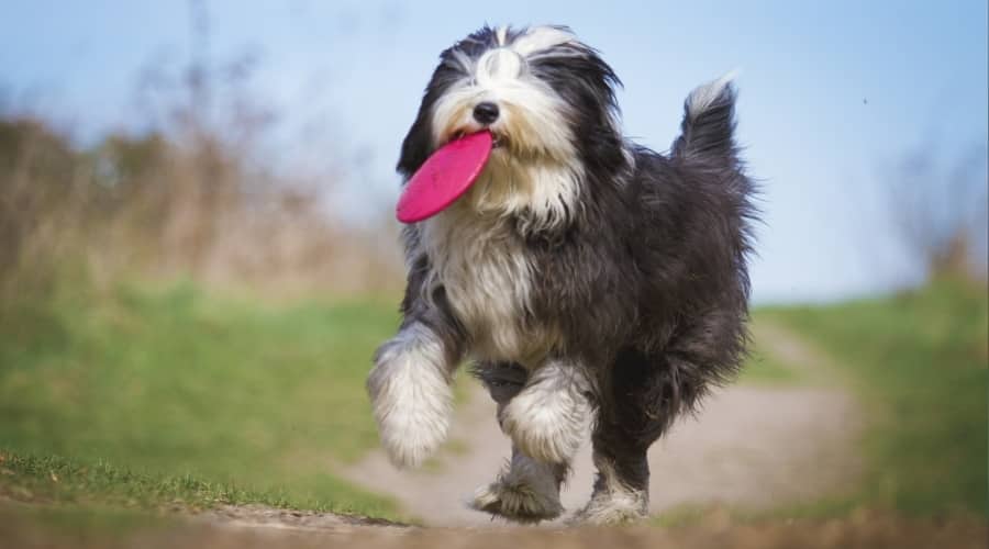 Large Shaggy Dog Hungry