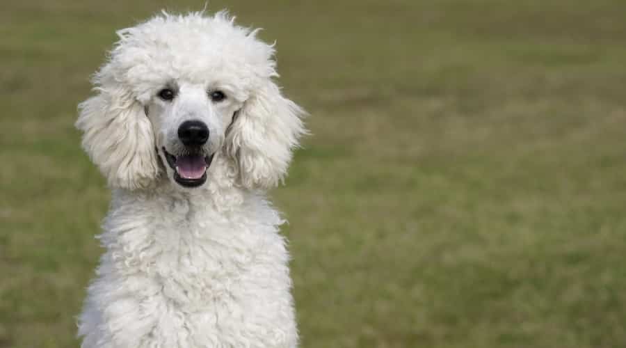 Large Standard Poodle