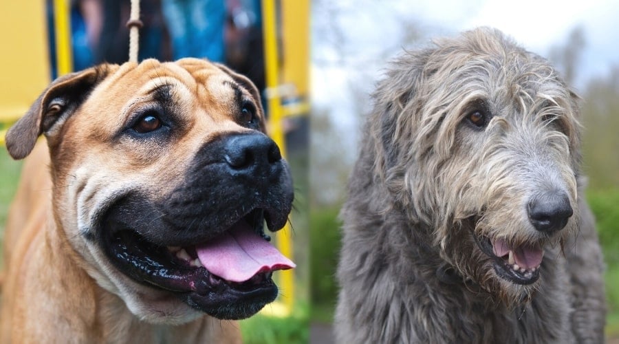 Two Giant Dogs Up Close