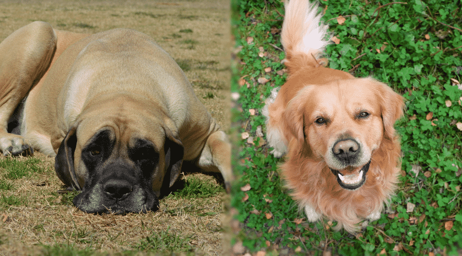 Large Tan Dog Laying Down and Golden Dog Smiling at Camera