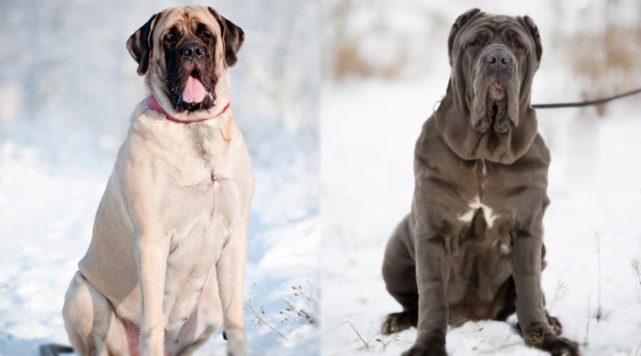 Two Large Dogs Sitting in Snow