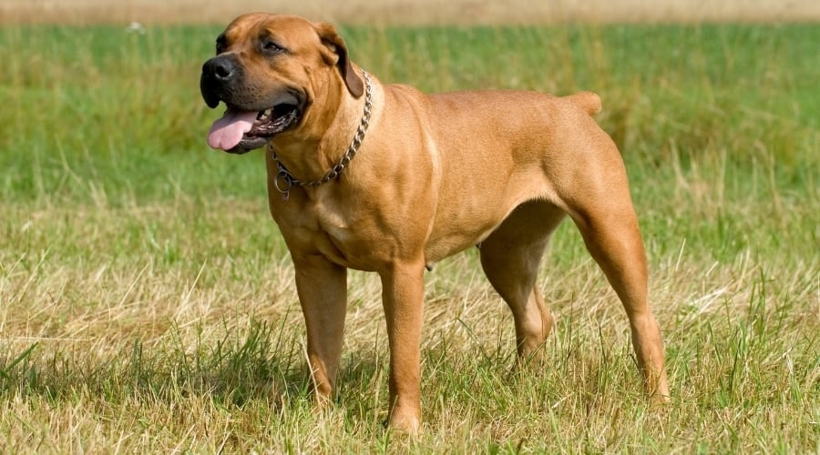 Large Tan Dog Standing in Grass
