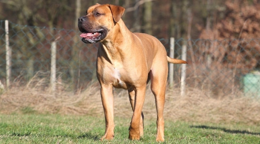 Large Tan Dog Standing in Grass