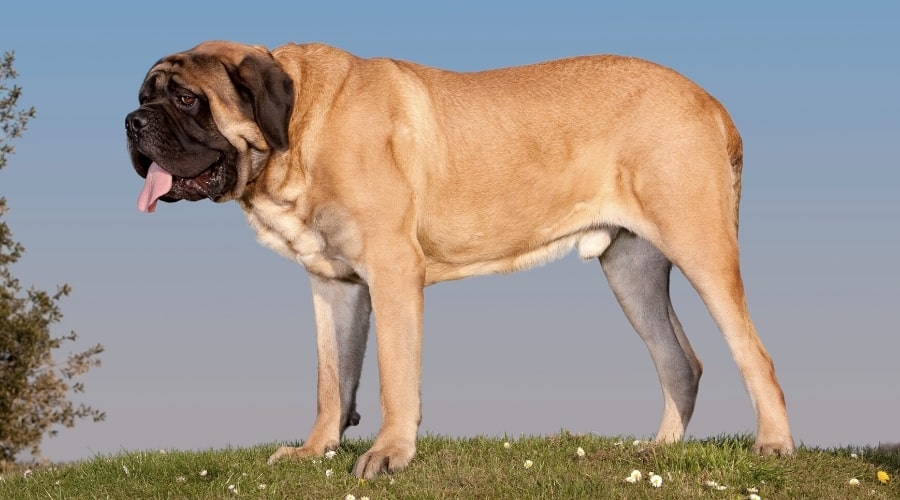 Large Tan Dog Standing on Grass