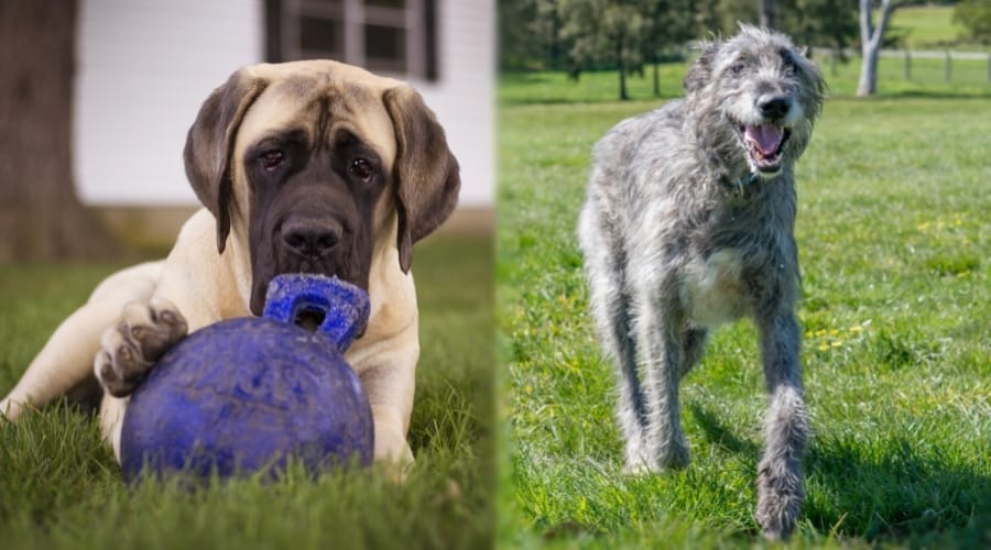 Giant Dogs Running and Playing
