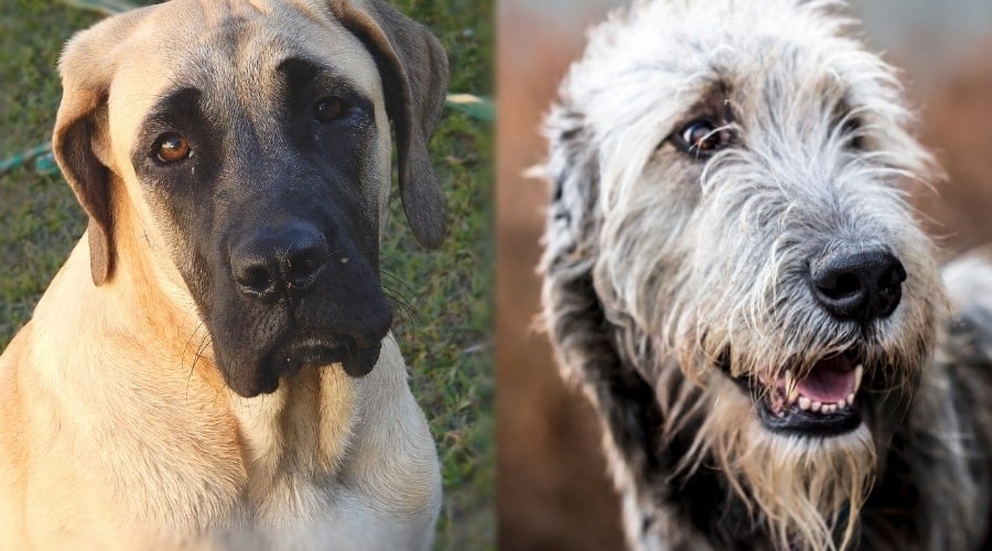 Two Giant Dogs Outside