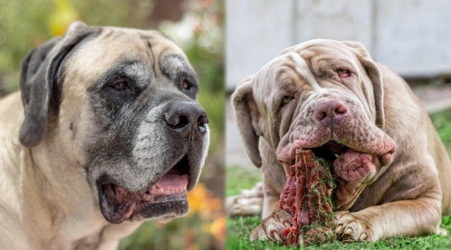 Large Tan Dog and Large Gray Dog Eating Steak Bone