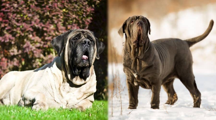 Two Giant Dogs Outside