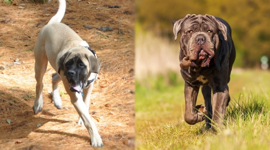 Large Tan Dog and Large Gray Dog Running