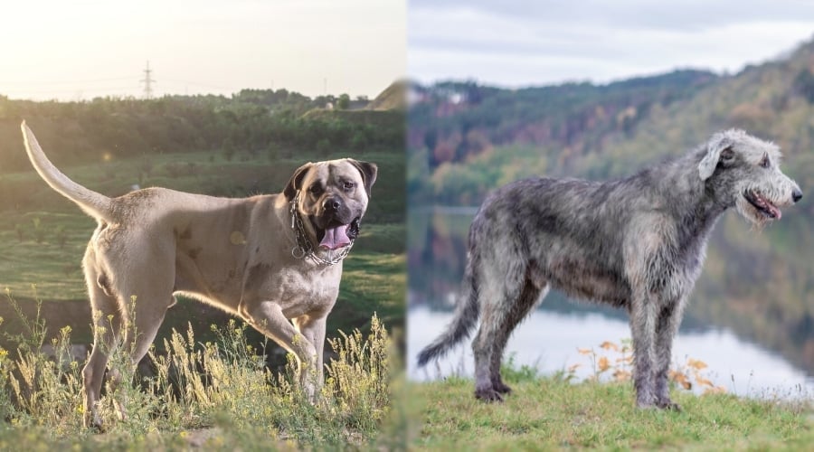 Two Dogs Standing in Open Field