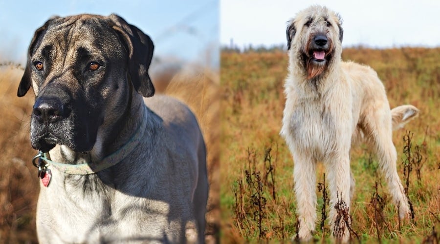 Two Fawn Colored Dogs in Field