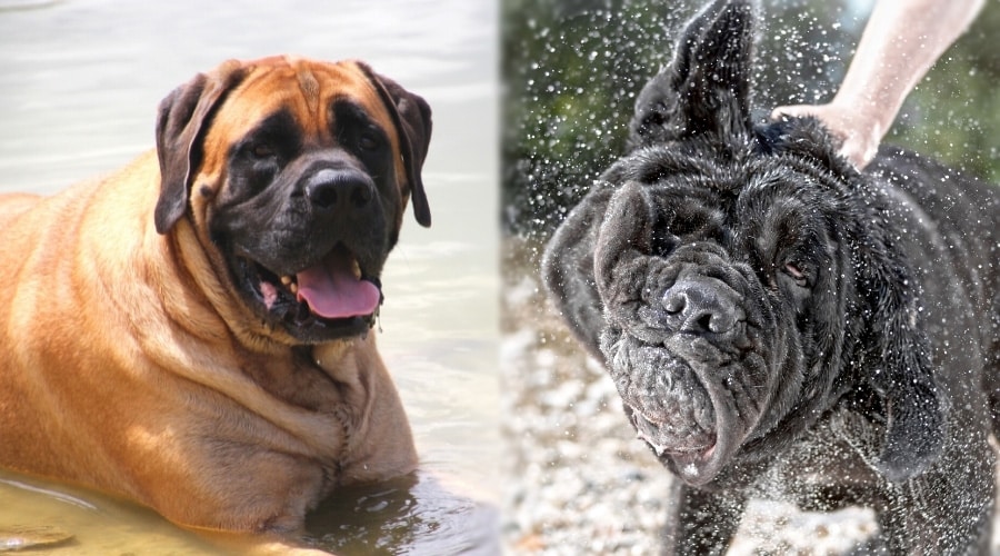 Large Tan Dog and Large Gray Dog in Water