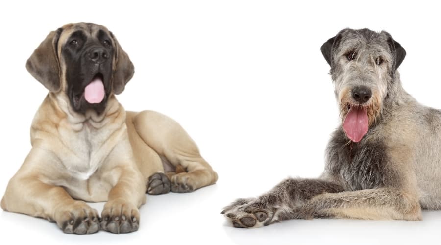 Two Big Dogs Laying Down