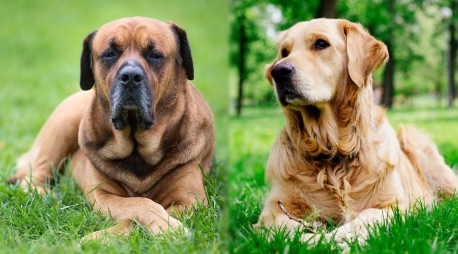 Large Tan Dog and Medium Long Hair Dog Laying in Grass