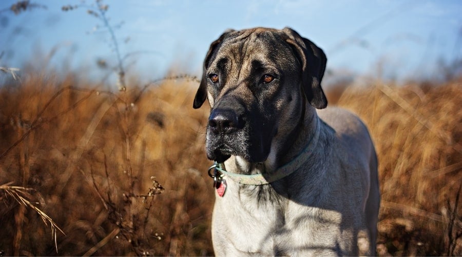 Large Tan Dog with Black Face in Field