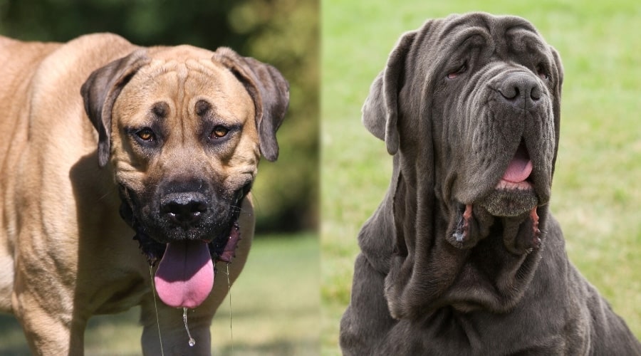 Two Big Healthy Dogs
